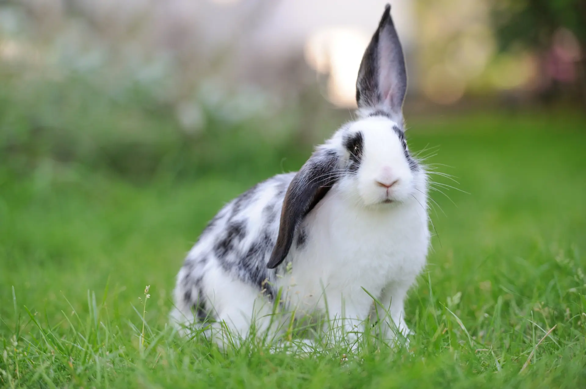A black and white rabbit sitting in the grass with one ear up and one ear down