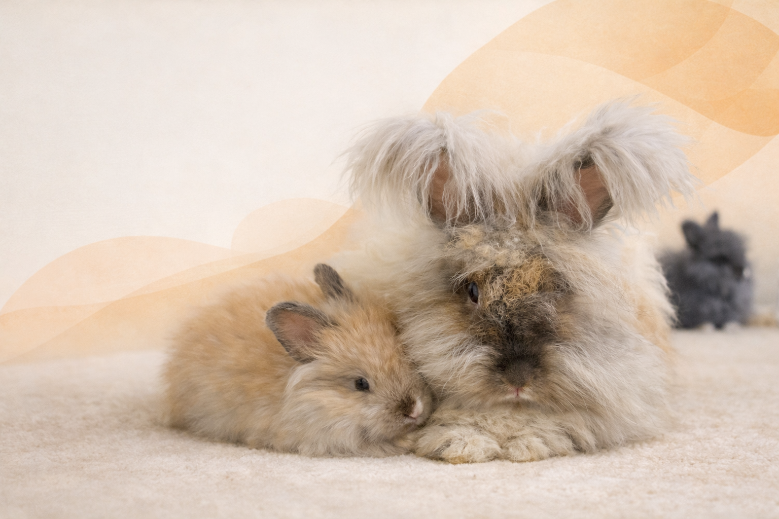 Rabbit portrait for RabbitCare contact page
