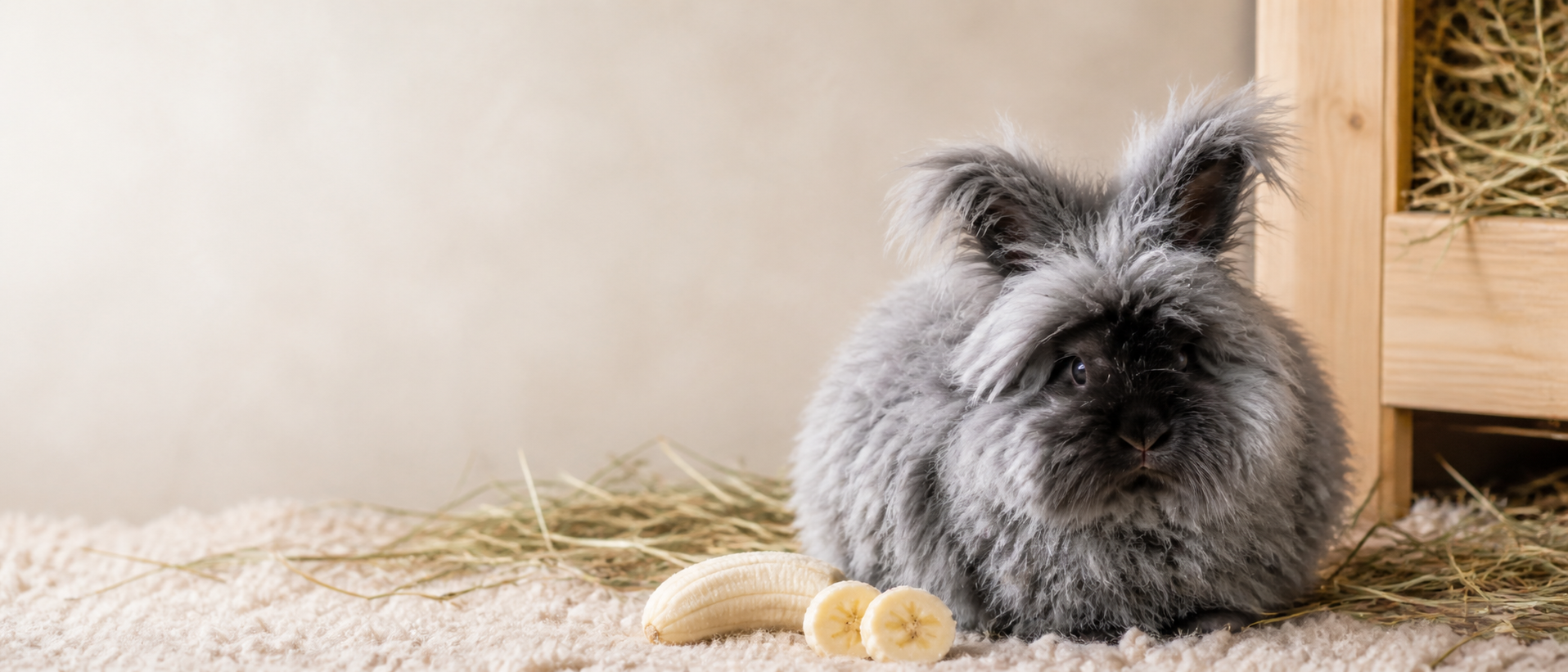 Can rabbits eat bananas guide from RabbitCare.co.uk