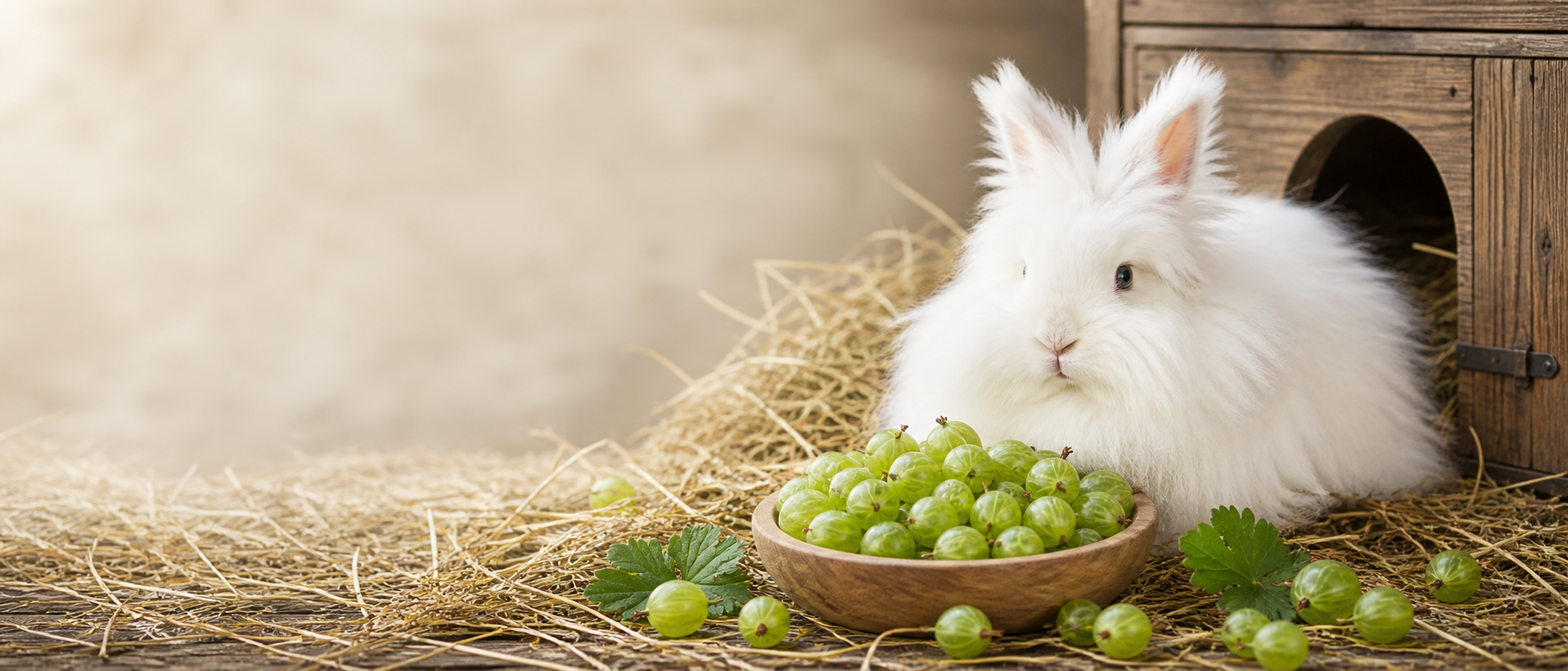 Can rabbits eat gooseberries guide