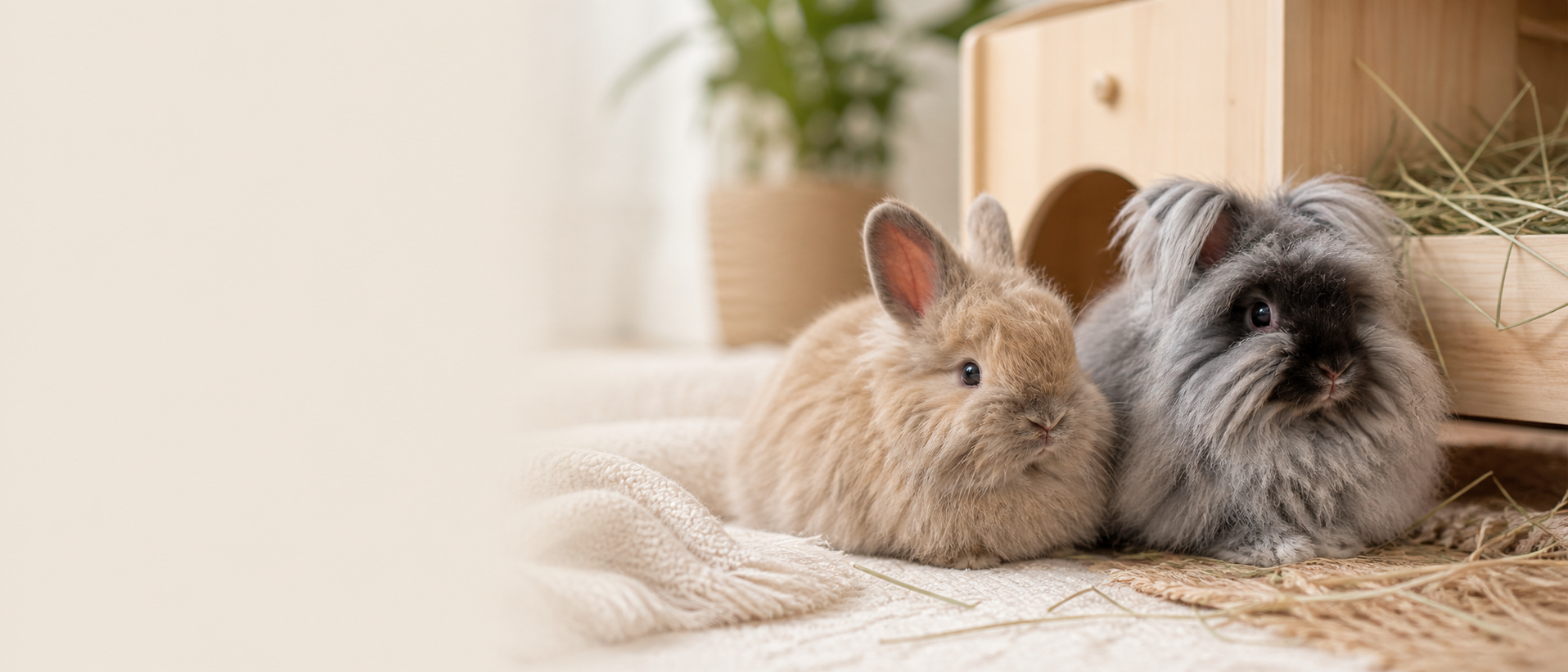 Learn more about RabbitCare.co.uk