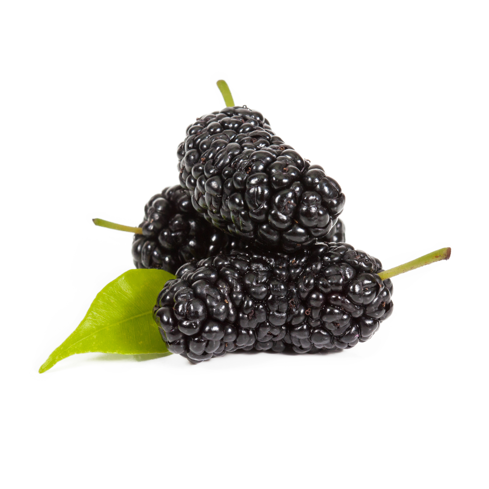 Mulberry illustration for rabbit treat guide