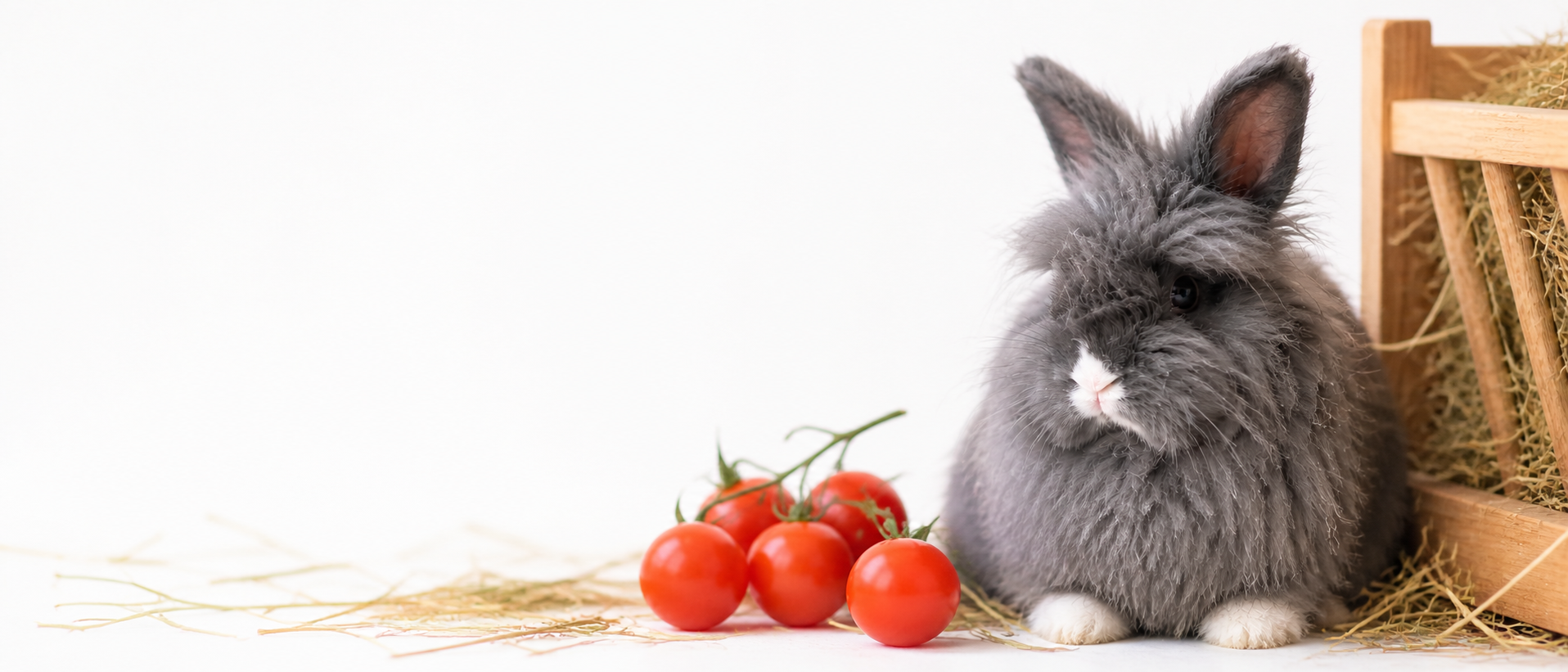 Can rabbits eat tomatoes guide from RabbitCare.co.uk