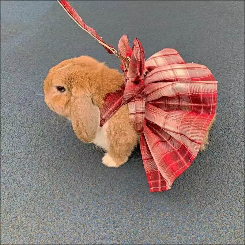 Supervised Rabbit Photo Outfit and Lead Set - Image 6