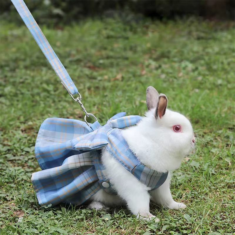 Supervised Rabbit Photo Outfit and Lead Set - Image 10