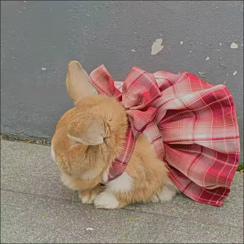 Supervised Rabbit Photo Outfit and Lead Set - Image 4