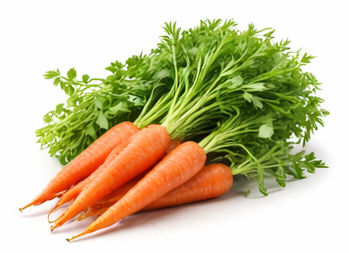 Can rabbits eat carrots guide