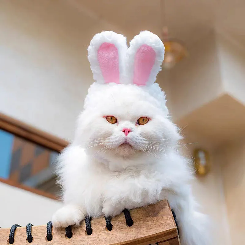 Supervised Rabbit Photo Hood - Image 3