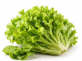 Lettuce illustration for rabbit leafy greens guide